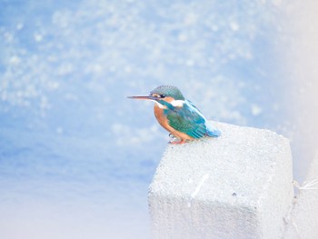 Common Kingfisher 名古屋 Sat, 11/9/2019