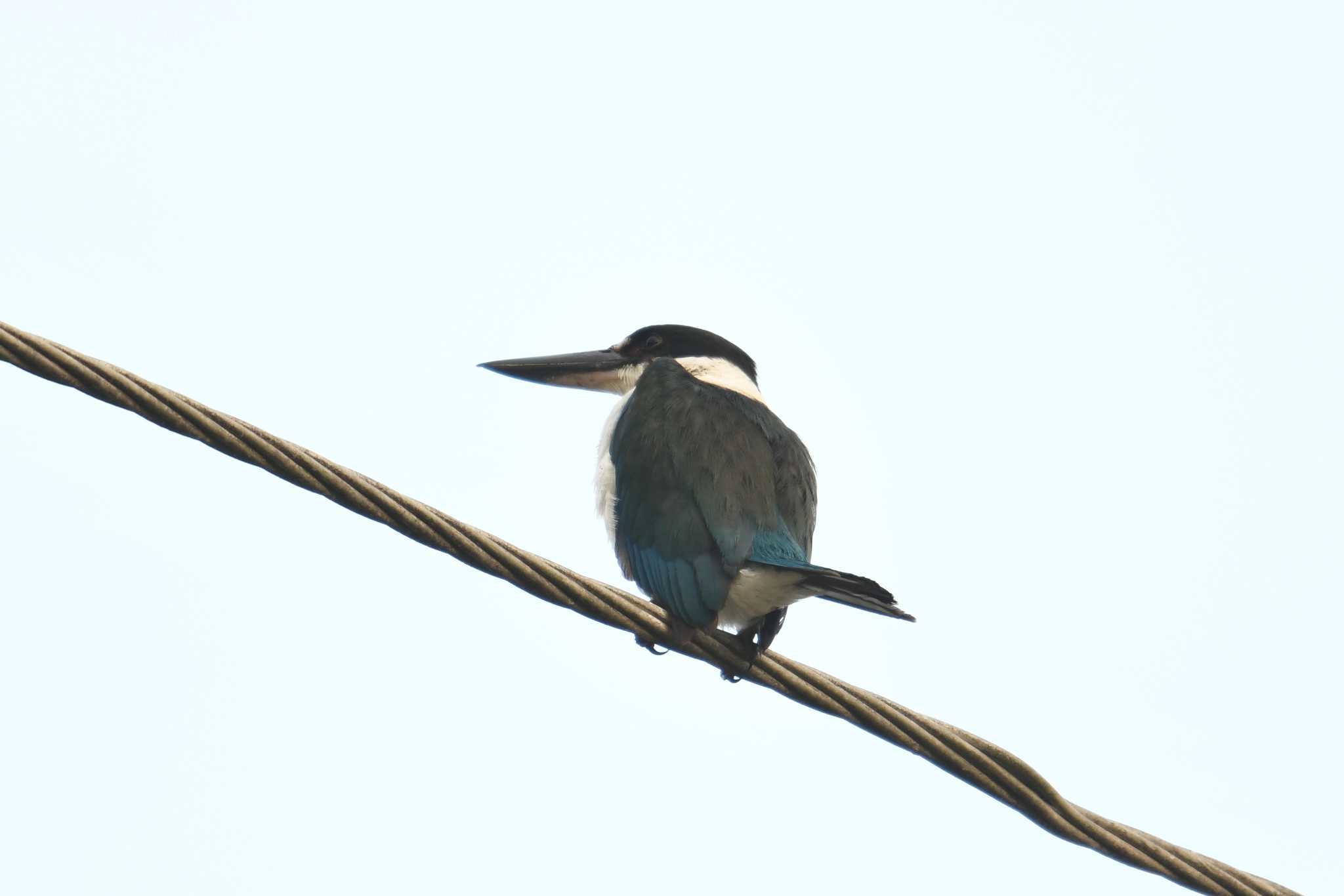 Torresian Kingfisher