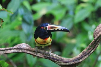 Collared Aracari Selva Verde Lodge Wed, 9/25/2019