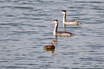 カンムリカイツブリ 場所が不明 2019年11月13日(水)