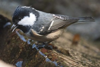 Coal Tit 丹沢 Sun, 11/10/2019