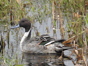 オナガガモ 三橋総合公園 2019年11月13日(水)