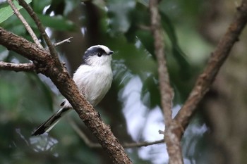 Long-tailed Tit 玉川上水 Sun, 10/27/2019