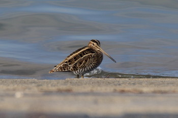 Common Snipe 狭山湖堤防 Sat, 11/2/2019