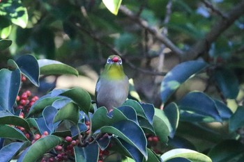 Warbling White-eye Musashino Park Mon, 11/4/2019