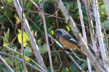 Daurian Redstart 平塚市 Sat, 11/9/2019