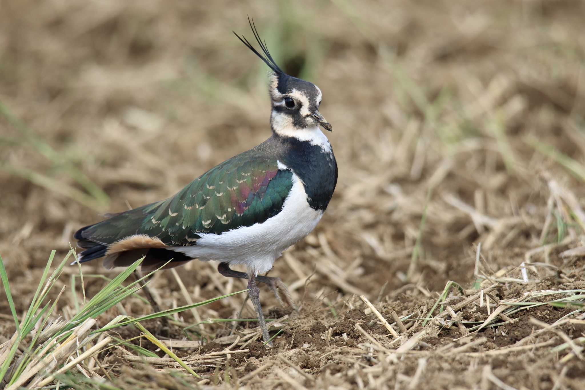 Photo of Northern Lapwing at 平塚田んぼ by シマエナちゃん