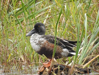 ハシビロガモ 三橋総合公園 2019年11月13日(水)