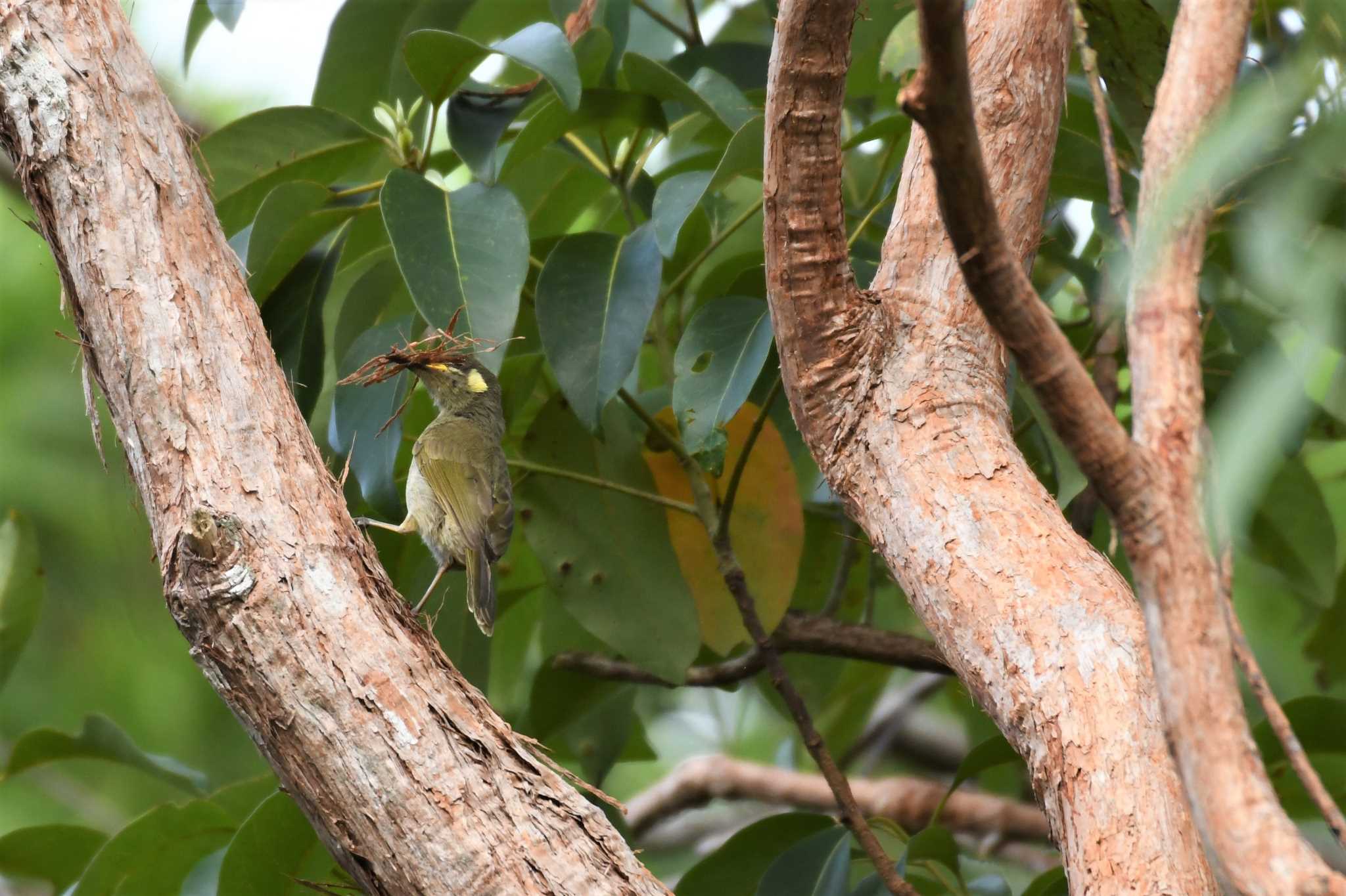 Photo of Yellow-spotted Honeyeater at オーストラリア,ケアンズ～アイアインレンジ by でみこ