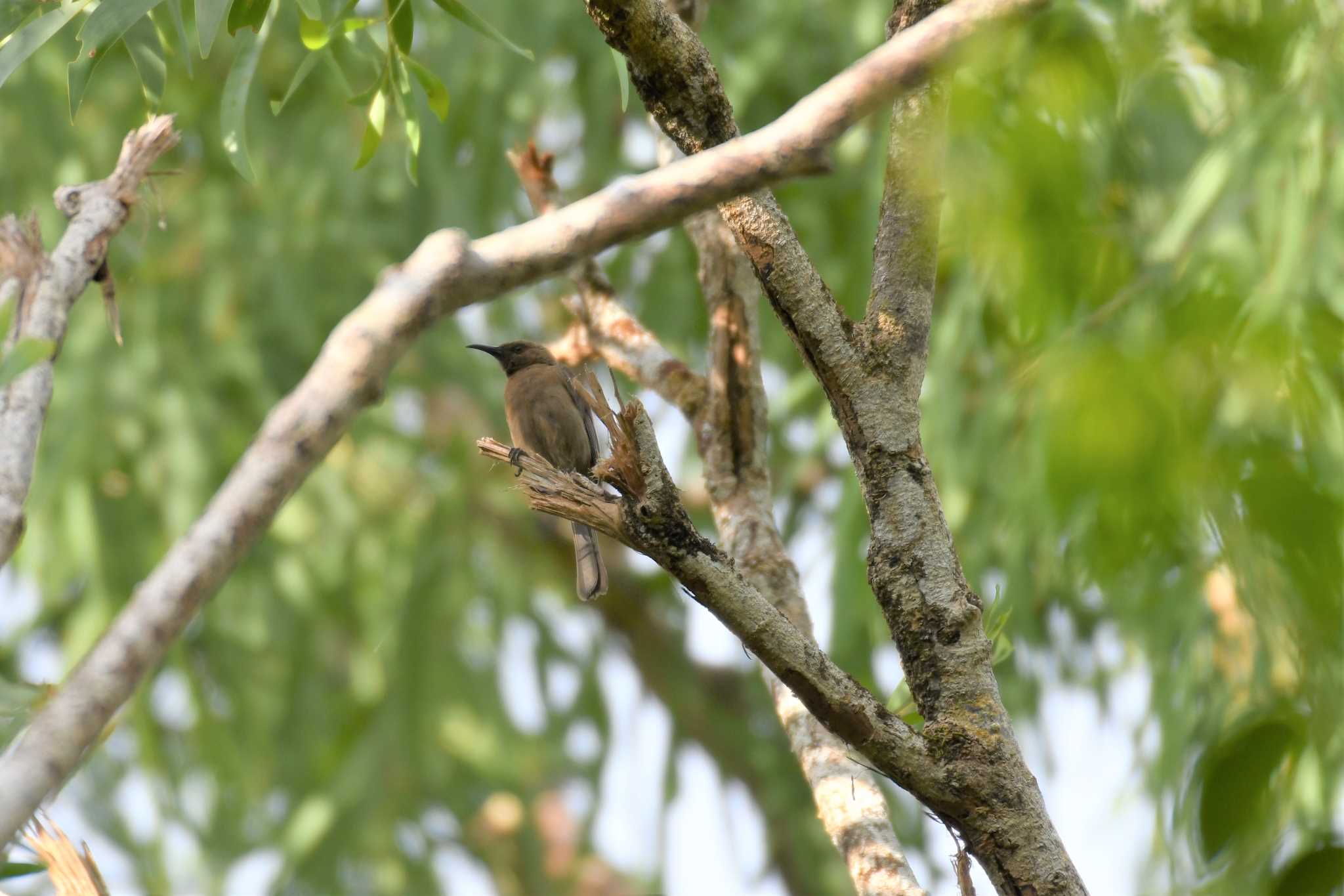 Photo of Dusky Myzomela at オーストラリア,ケアンズ～アイアインレンジ by でみこ