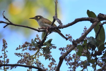 Graceful Honeyeater