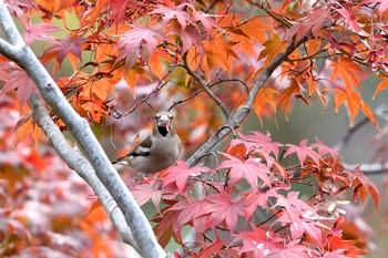 シメ 場所が不明 2019年11月13日(水)