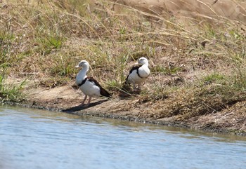 Radjah Shelduck