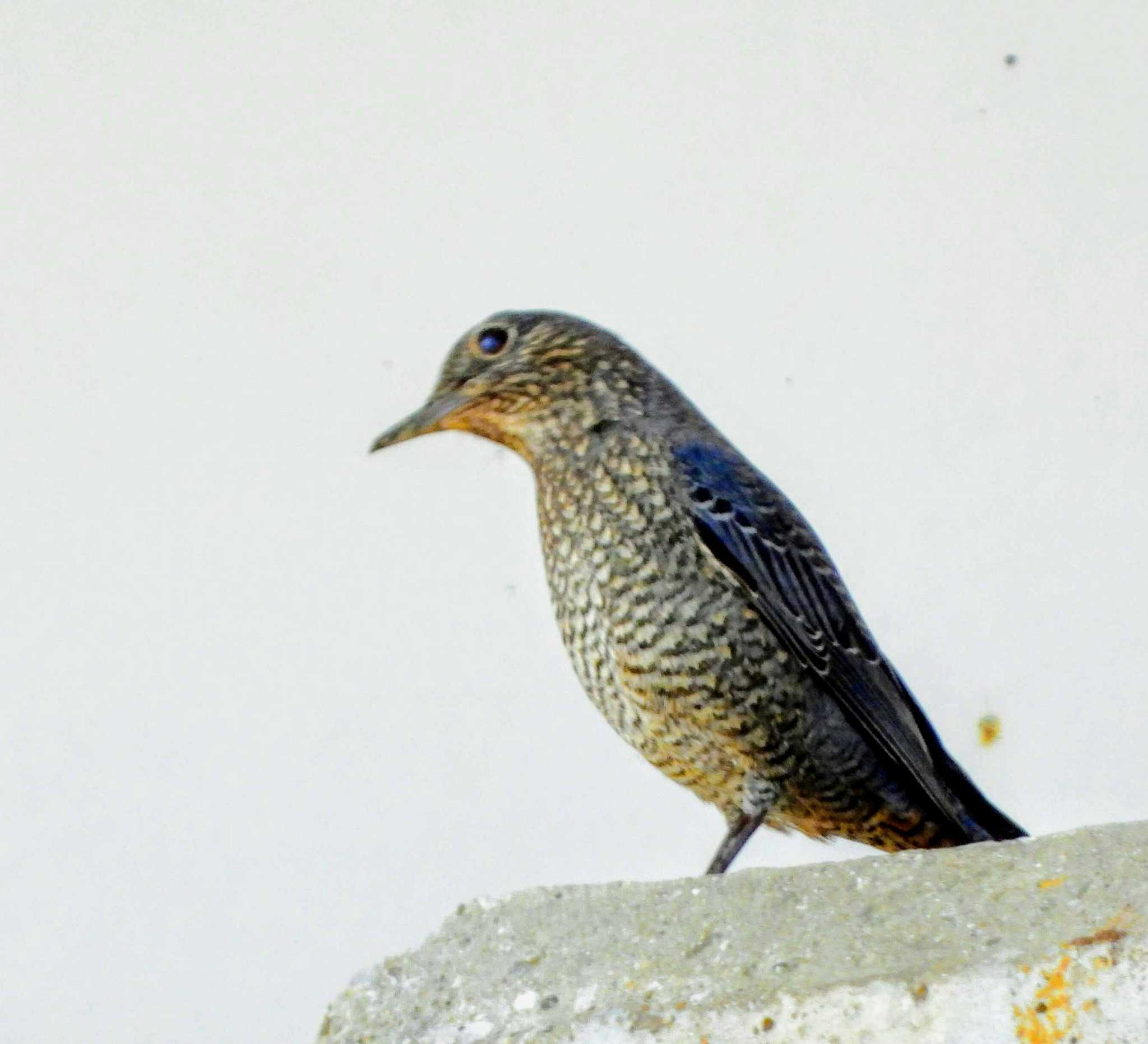 Photo of Blue Rock Thrush at 江戸川 by サジタリウスの眼