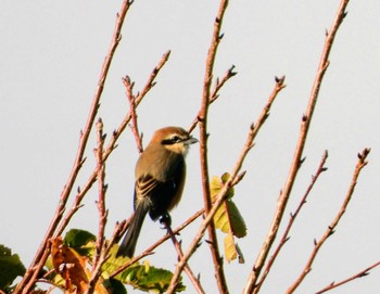 モズ 行徳野鳥保護区 2019年11月10日(日)