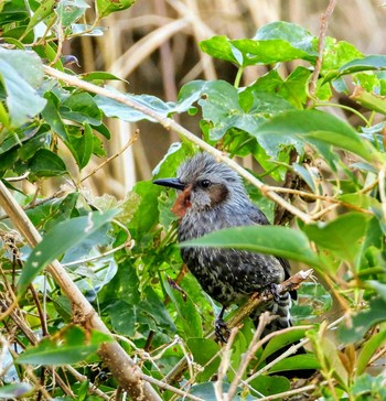 ヒヨドリ 行徳野鳥保護区 2019年11月10日(日)