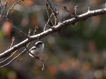 エナガ 場所が不明 2019年11月13日(水)