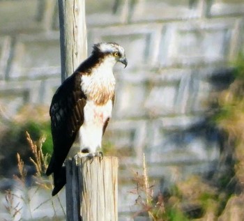 ミサゴ 行徳野鳥保護区 2019年11月10日(日)