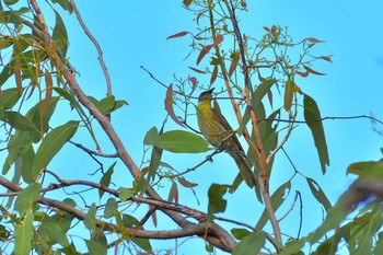 Varied Honeyeater