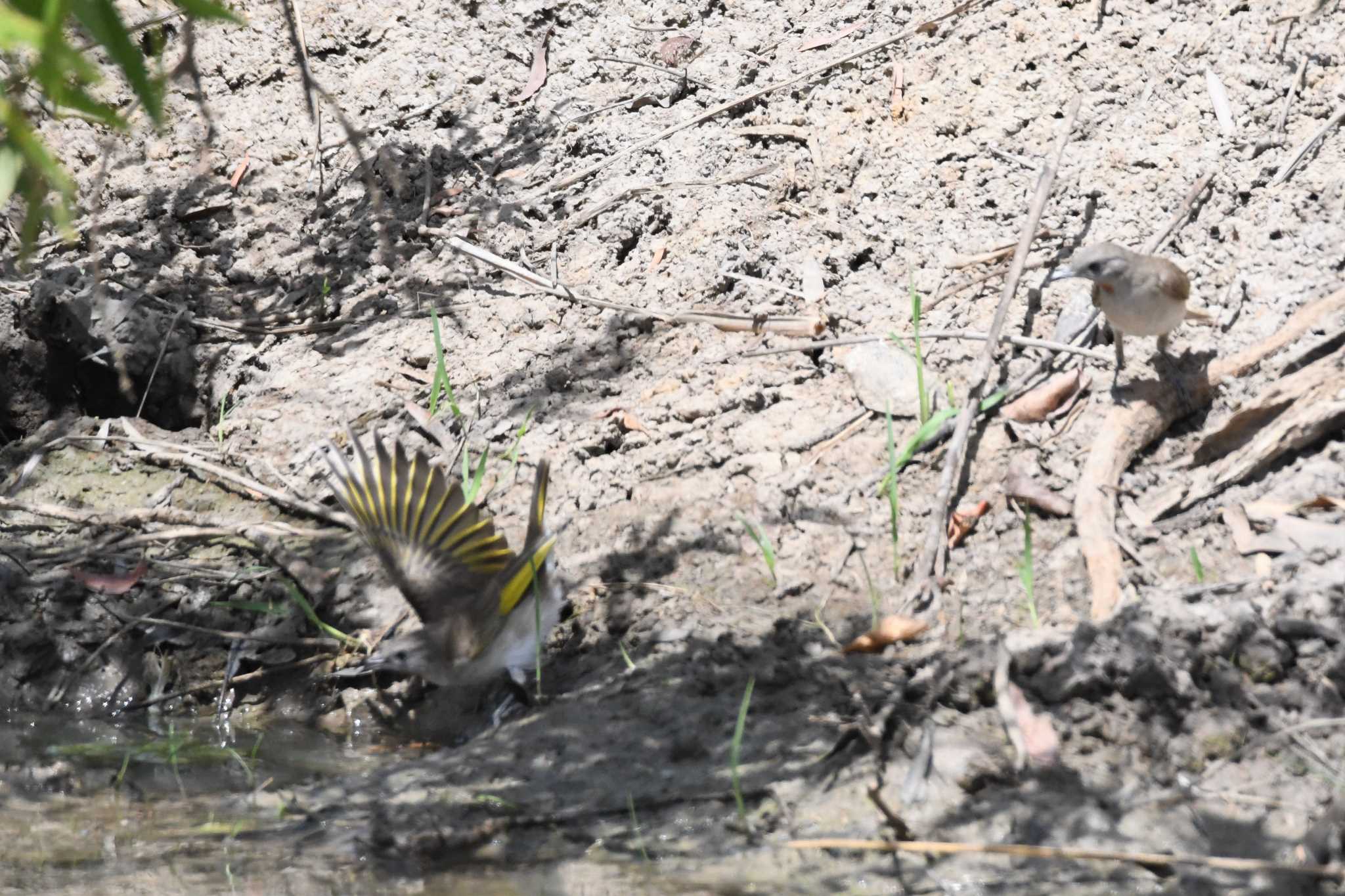 Rufous-throated Honeyeater