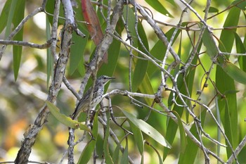 Bar-breasted Honeyeater