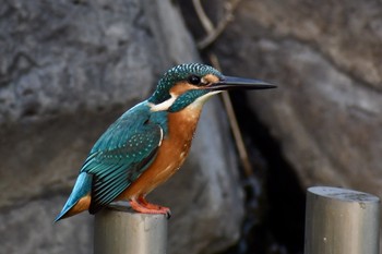 カワセミ 場所が不明 2019年11月13日(水)