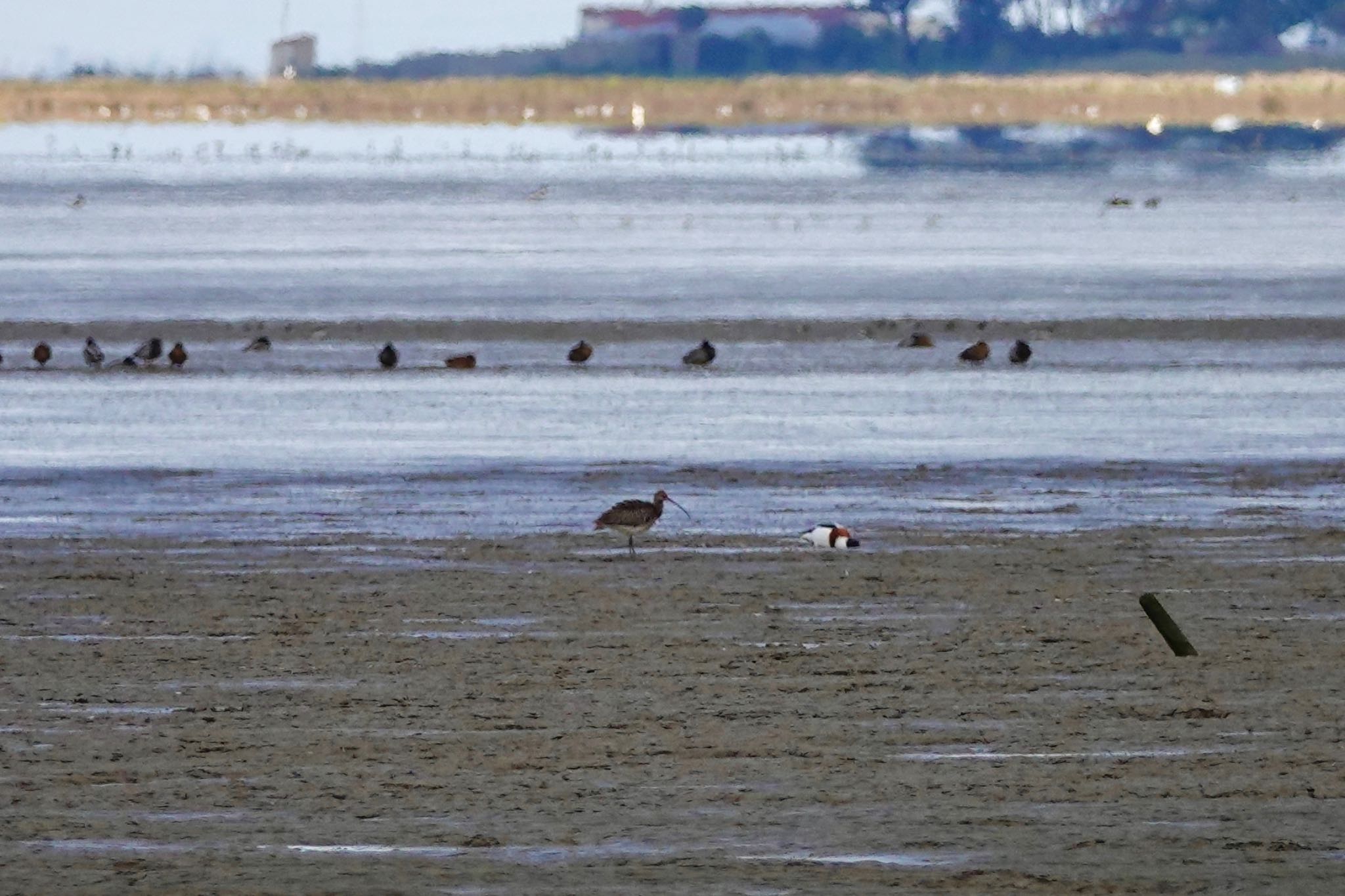 Photo of Eurasian Curlew at La Rochelle by のどか