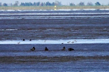 Pied Avocet La Rochelle Mon, 10/21/2019