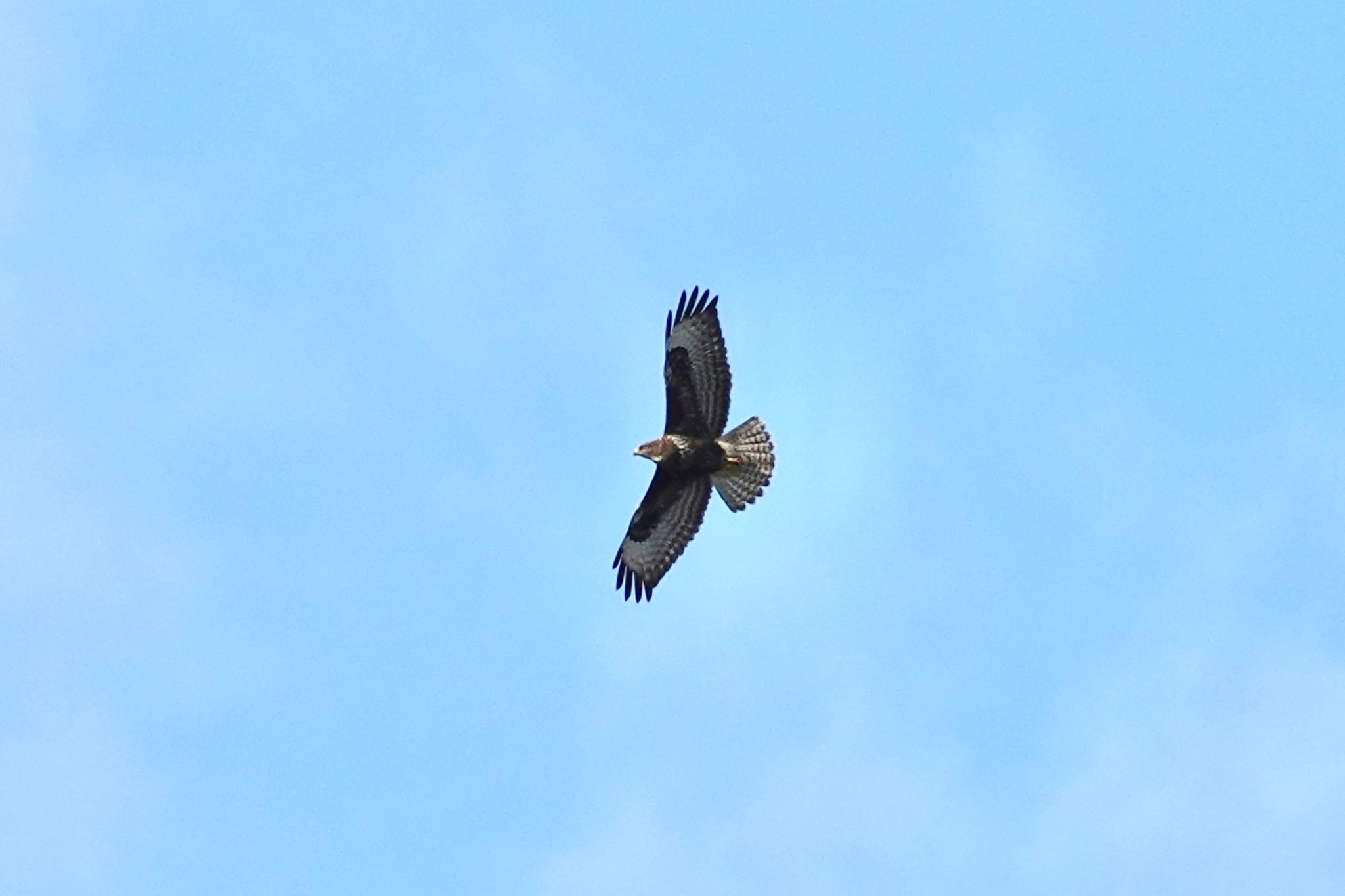 Common Buzzard