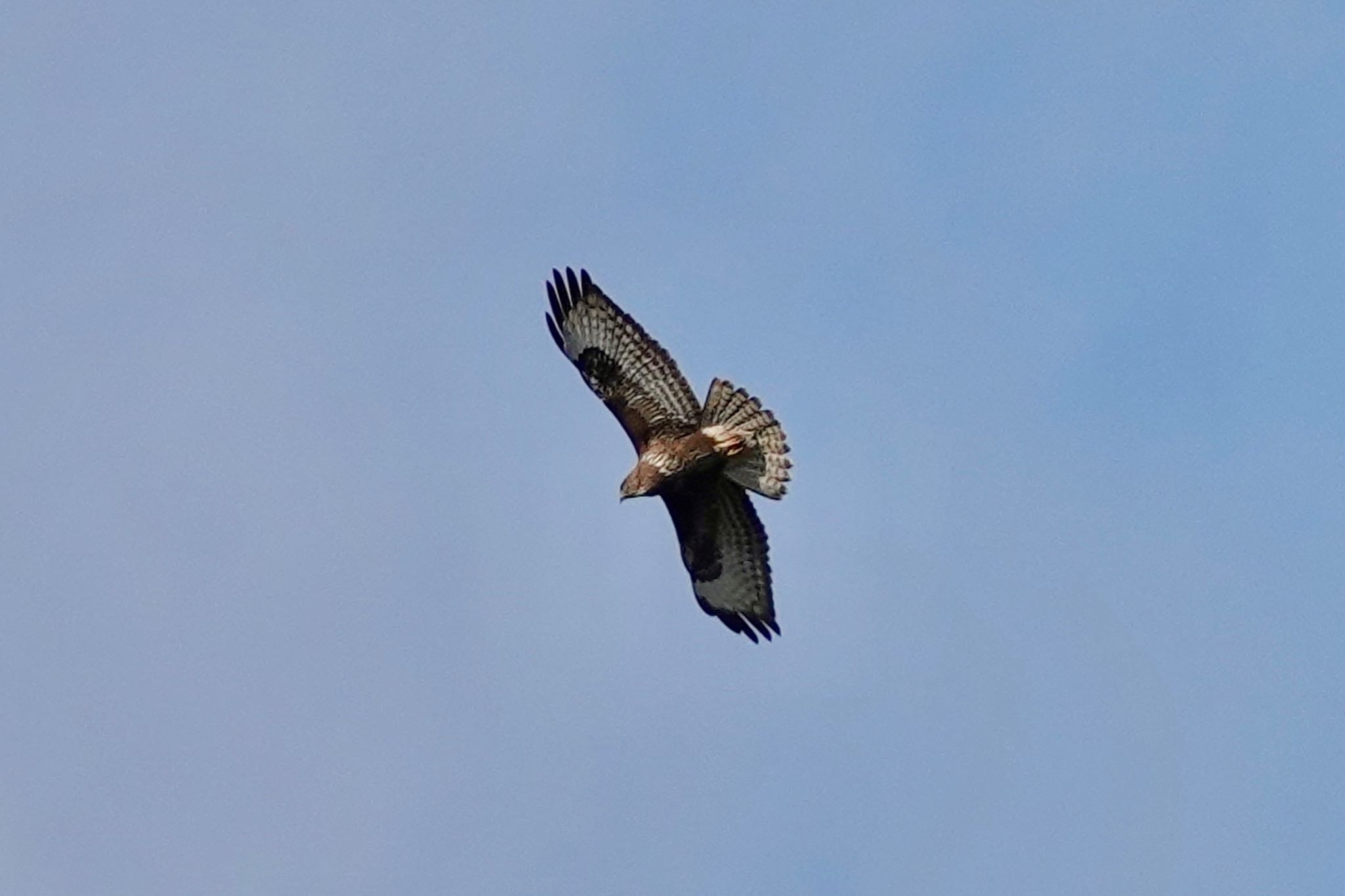 Photo of Common Buzzard at La Rochelle by のどか