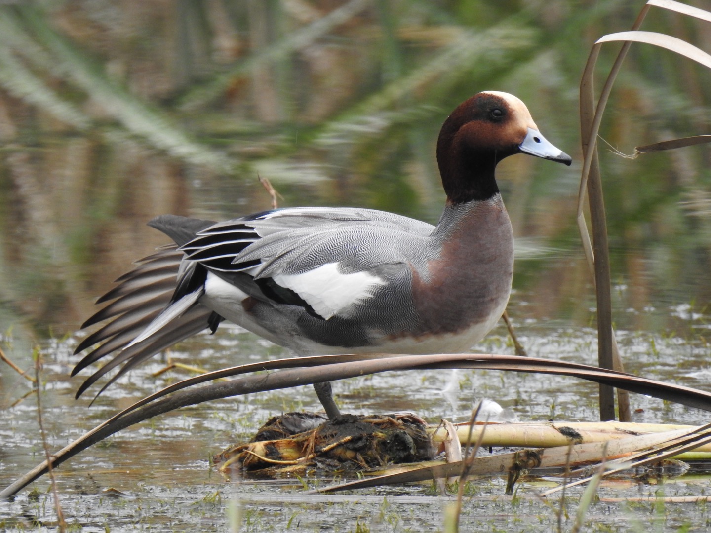 Photo of Eurasian Wigeon at 三橋総合公園 by なおんなおん