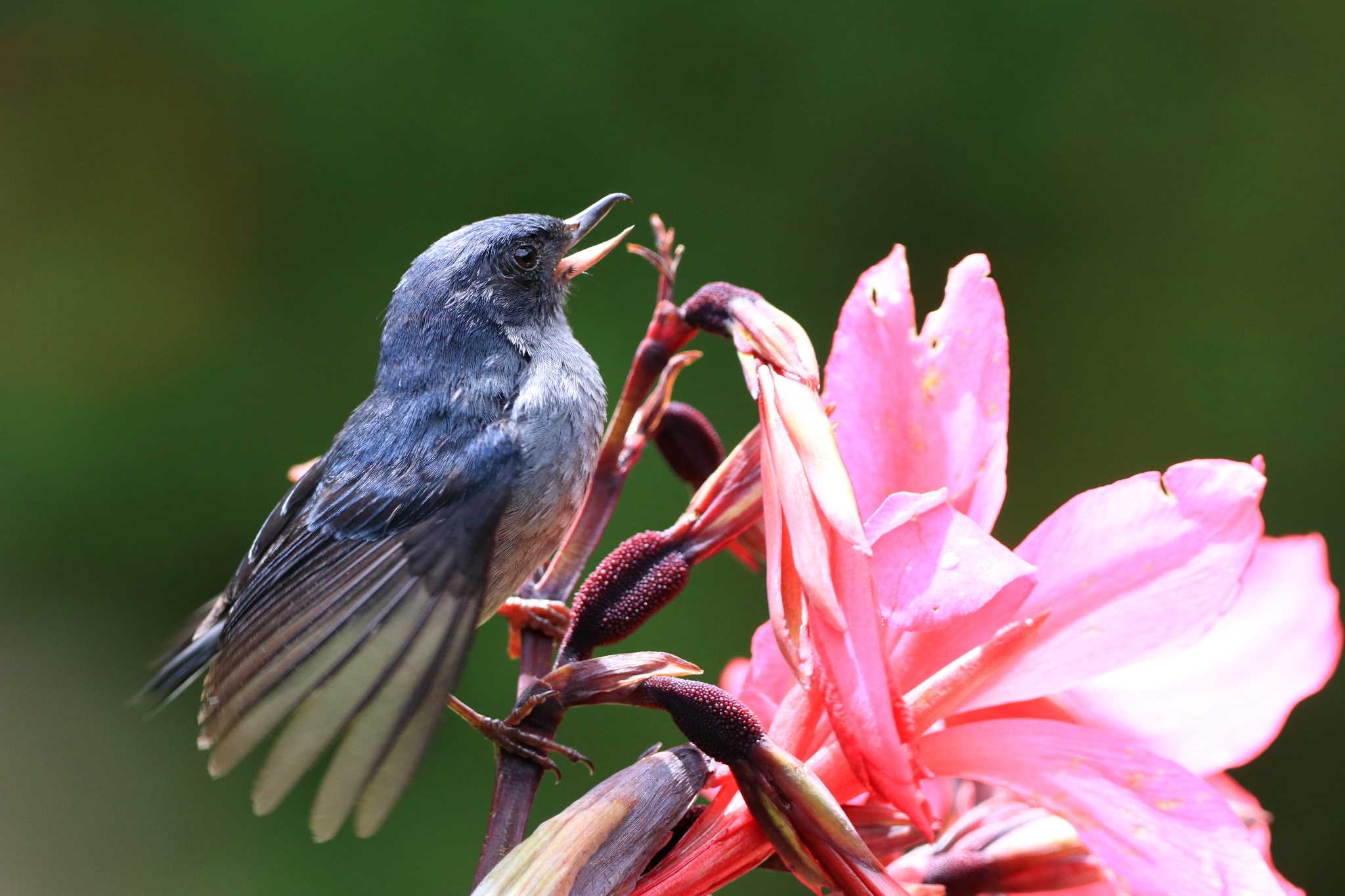 Slaty Flowerpiercer