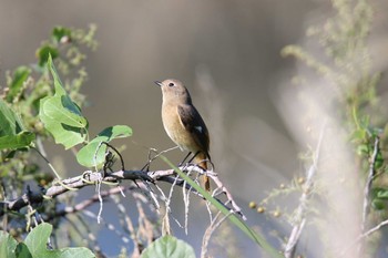 ジョウビタキ 大阪南港野鳥園 2019年11月2日(土)