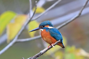 カワセミ 場所が不明 2019年11月13日(水)