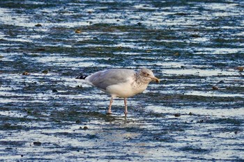 Vega Gull La Rochelle Tue, 10/22/2019