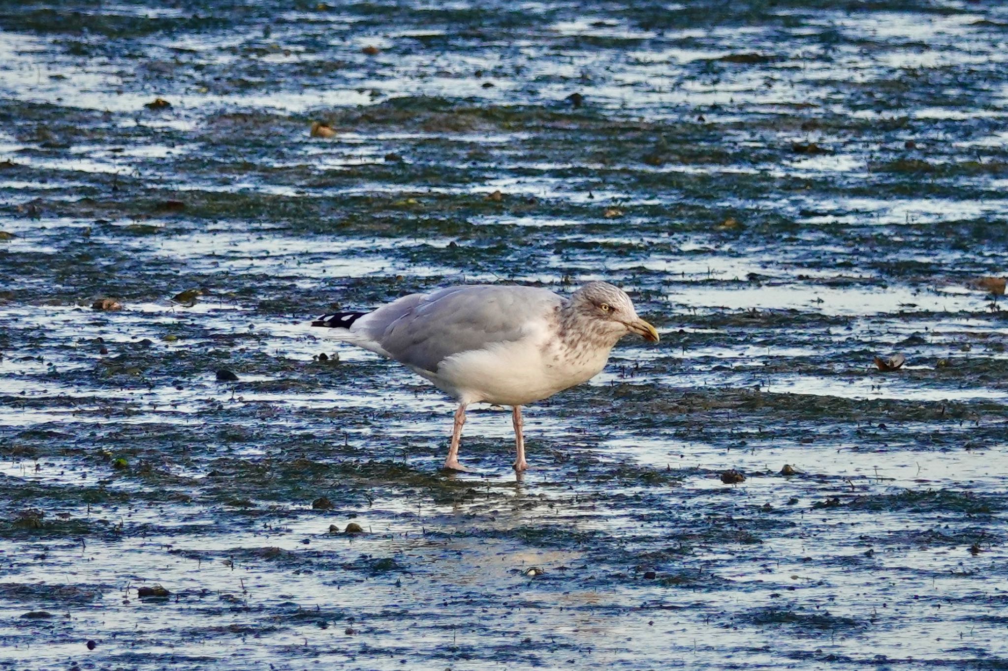 Vega Gull