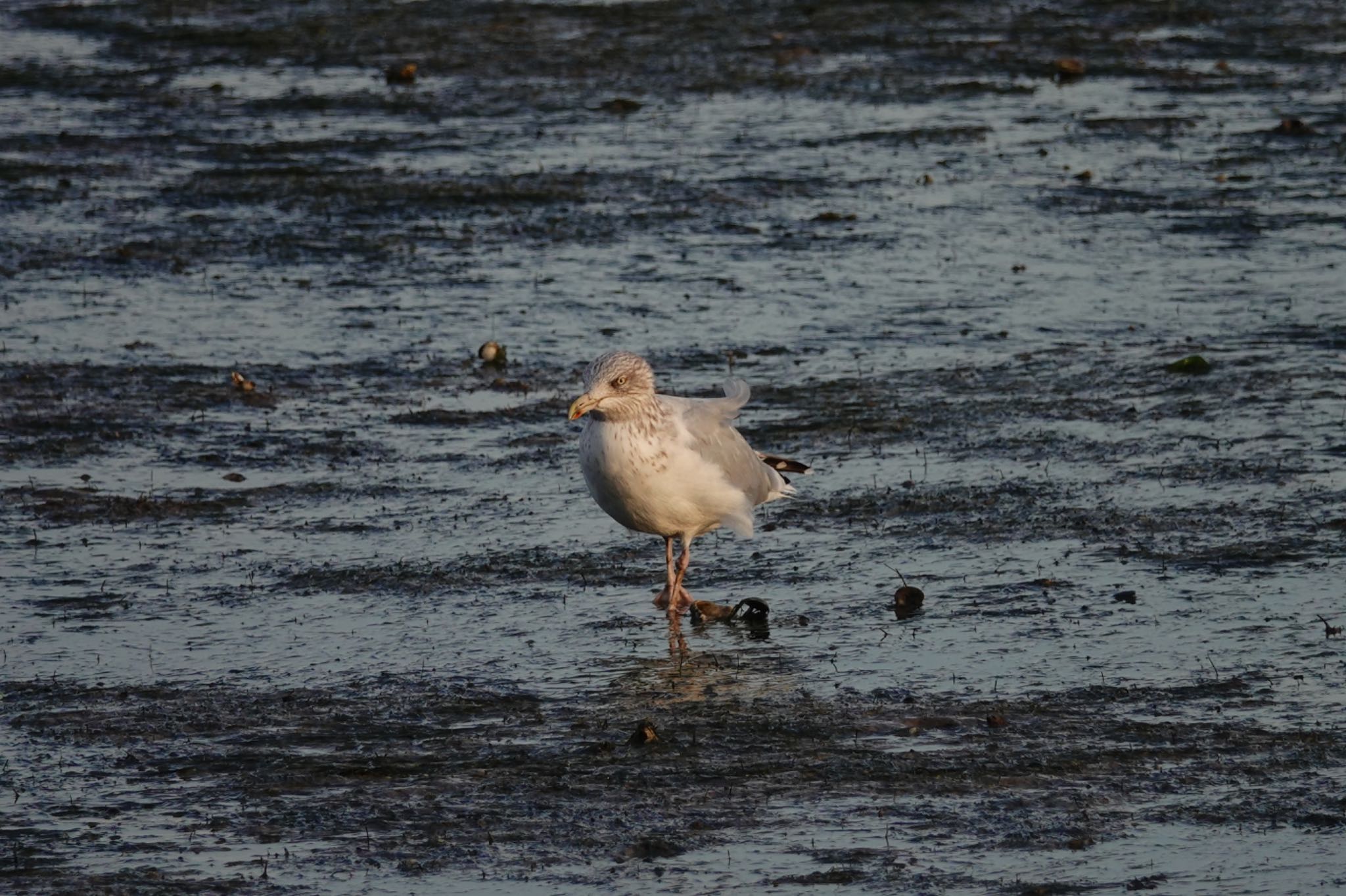 Vega Gull