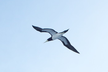 Brown Booby 小笠原諸島航路 Tue, 6/13/2017