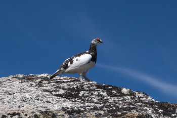 Rock Ptarmigan 常念岳 Sun, 5/29/2016