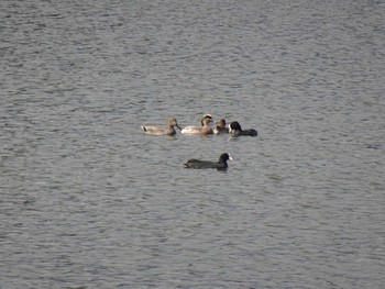 2019年11月12日(火) 伊丹黒池の野鳥観察記録