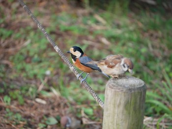 2019年11月14日(木) 代々木公園の野鳥観察記録