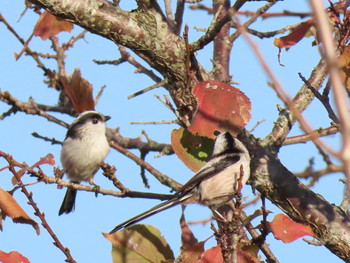 Long-tailed Tit 樫井川 Wed, 11/13/2019