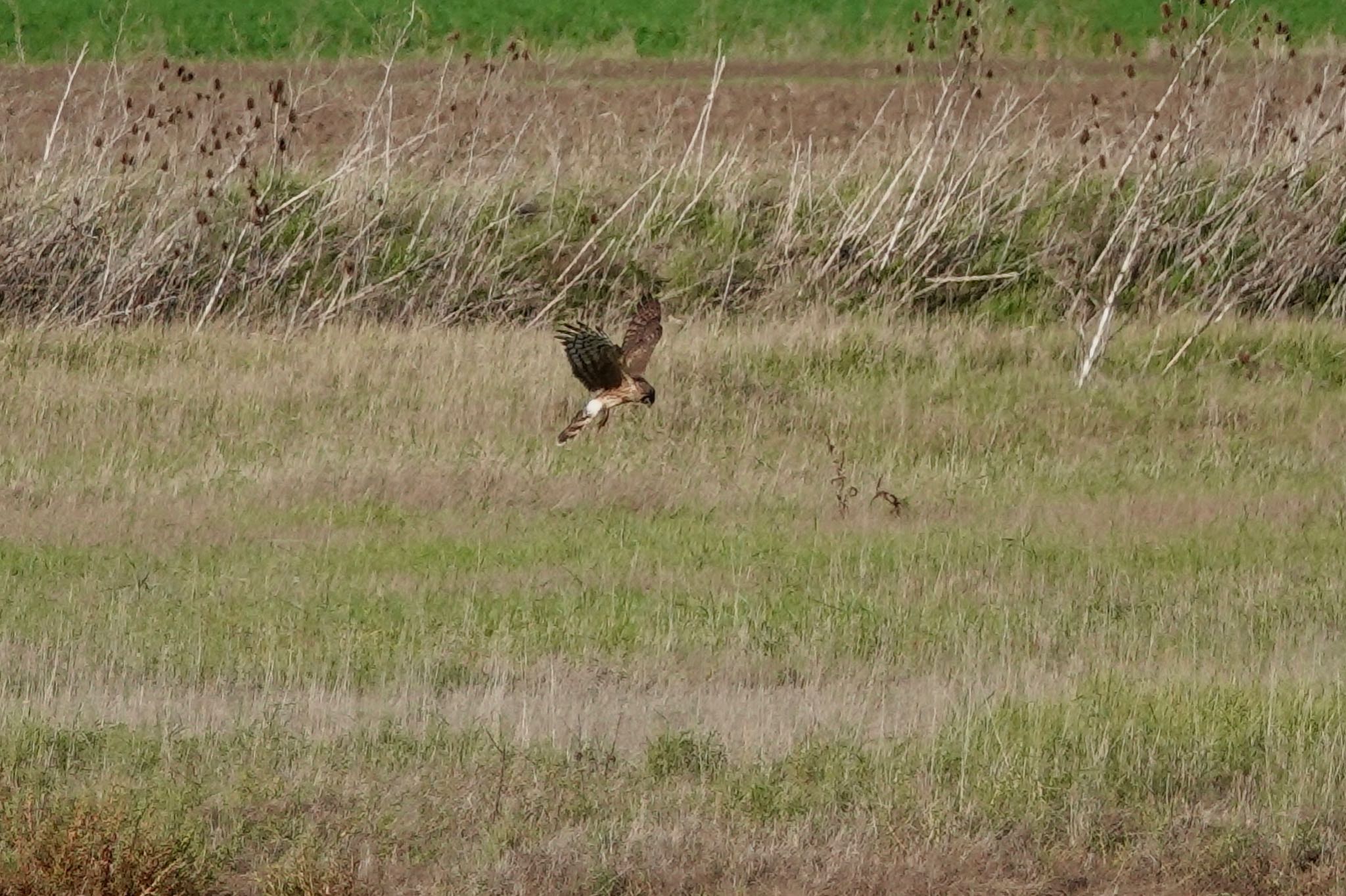 Hen Harrier