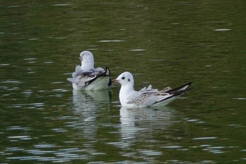 Black-headed Gull La Rochelle Mon, 10/21/2019