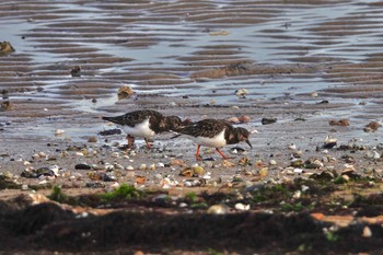 Ruddy Turnstone La Rochelle Tue, 10/22/2019