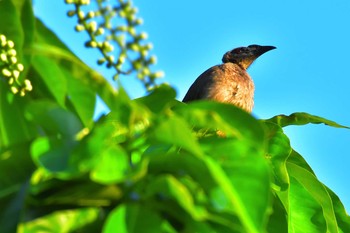 Helmeted Friarbird オーストラリア,ケアンズ～アイアインレンジ Sun, 10/13/2019