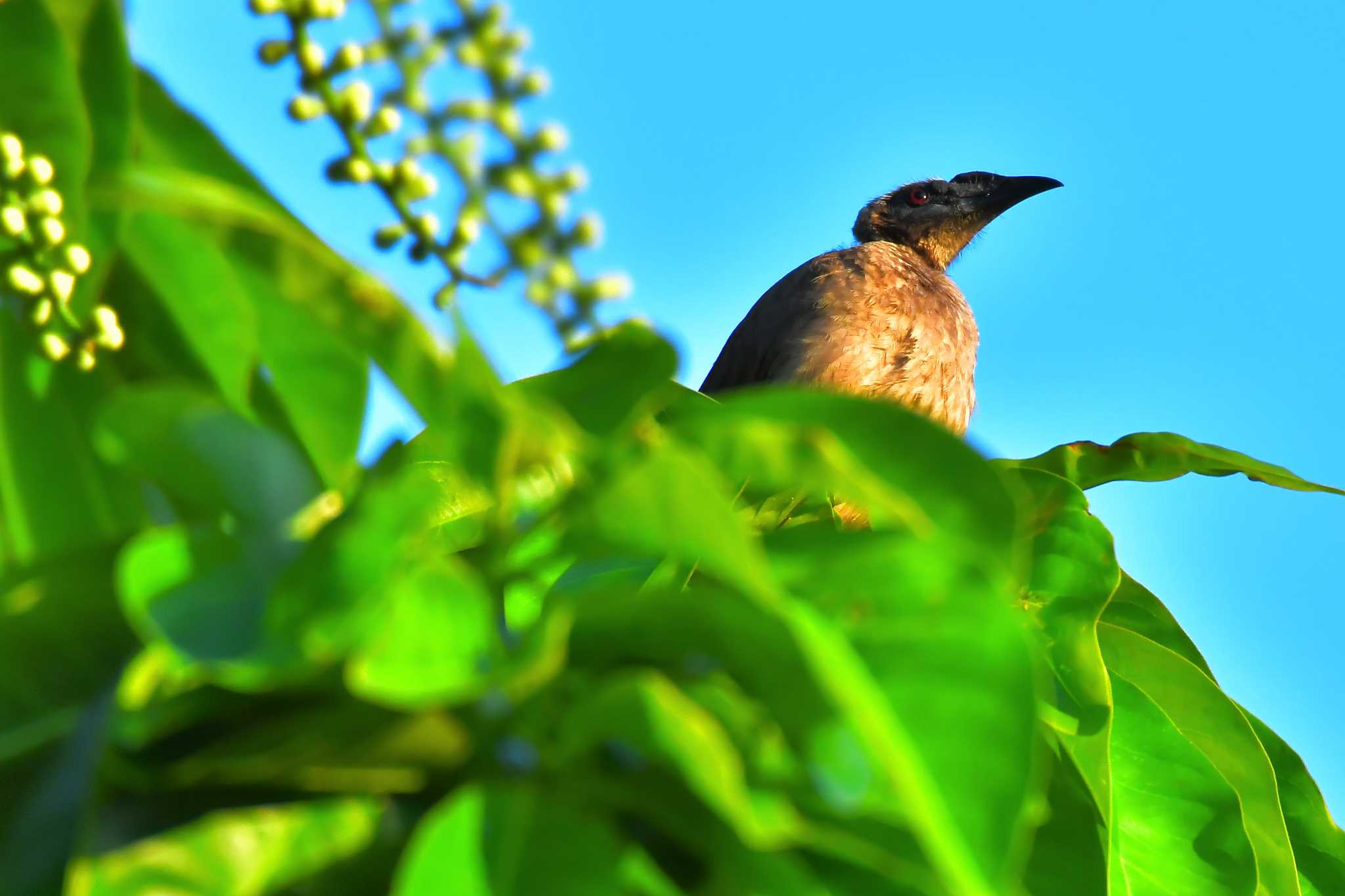 Helmeted Friarbird