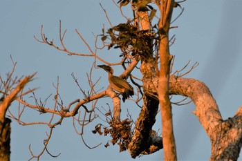 Helmeted Friarbird オーストラリア,ケアンズ～アイアインレンジ Wed, 10/16/2019