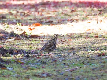 White's Thrush 瑞浪市 Fri, 11/15/2019