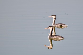 カンムリカイツブリ 場所が不明 2019年11月13日(水)